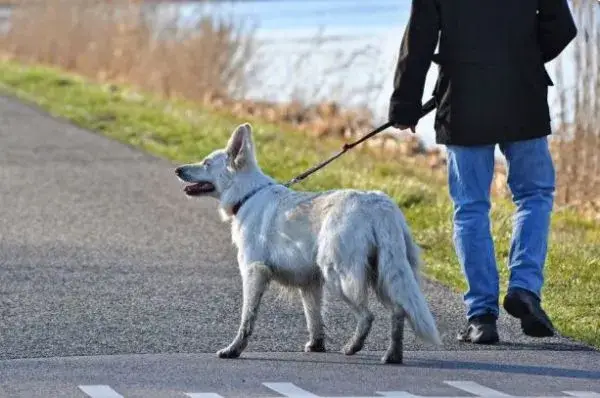 Gdzie na spacer z psem w Opolskim? Odkryj najlepsze miejsca